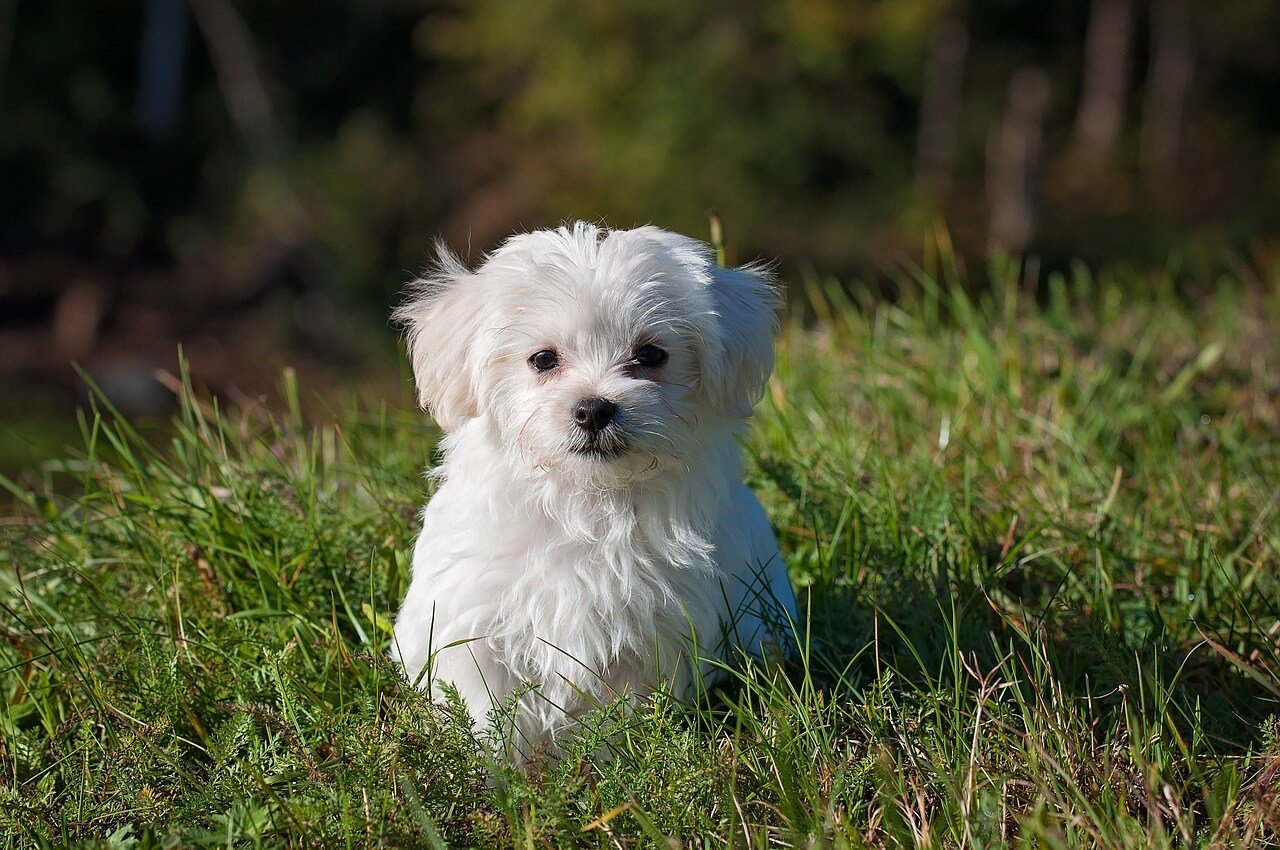 Understanding Stomach Cancer in Dogs: Best 7 Tips!