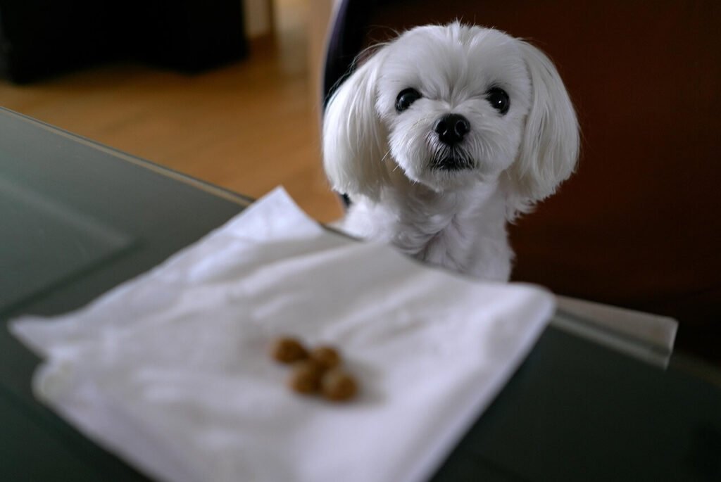 Can I Give My Dog Canned Tuna? Best 7 Health Tips!