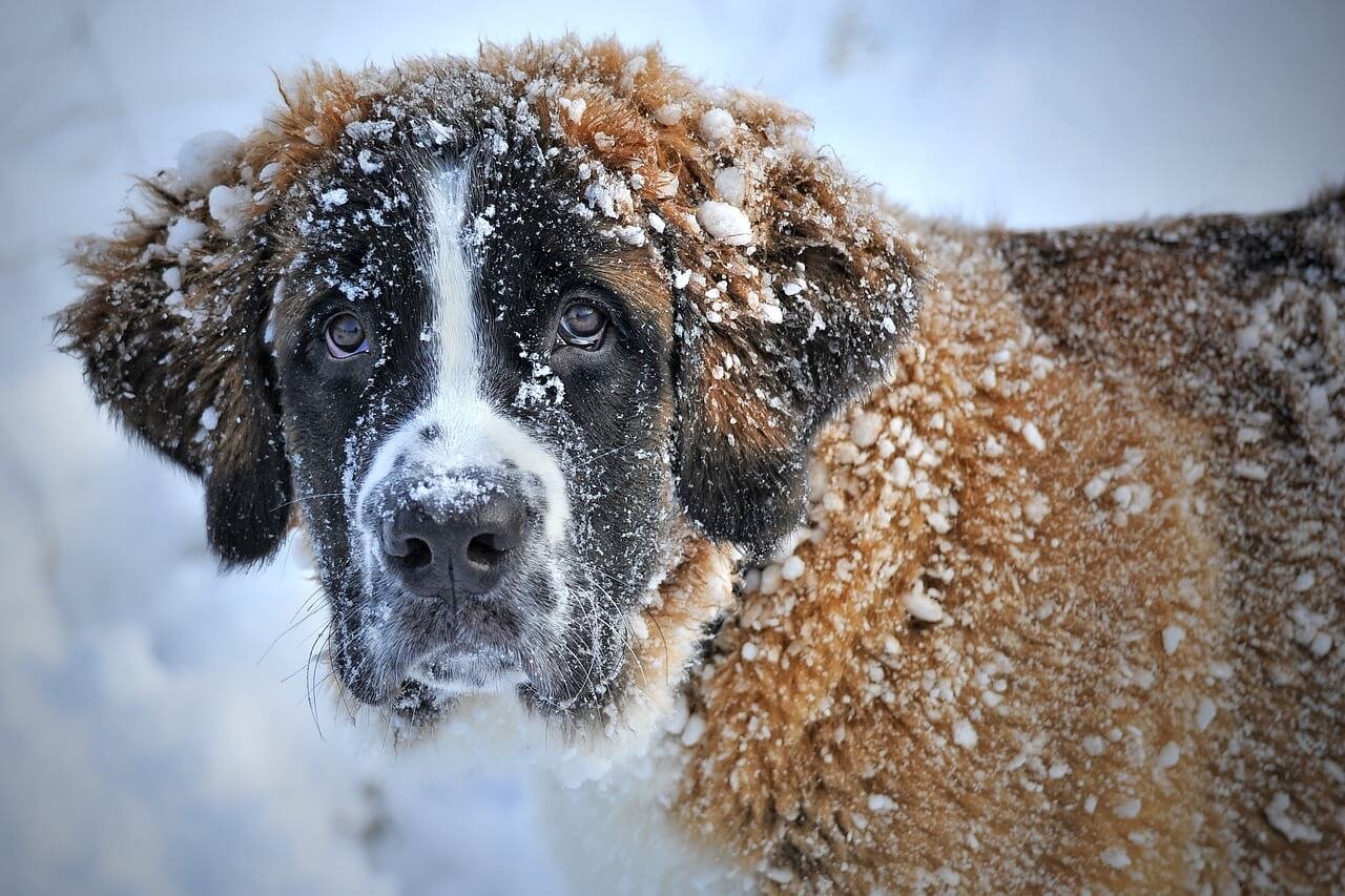 Understanding the PCT Dog Blood Test: Best 7 Tips!