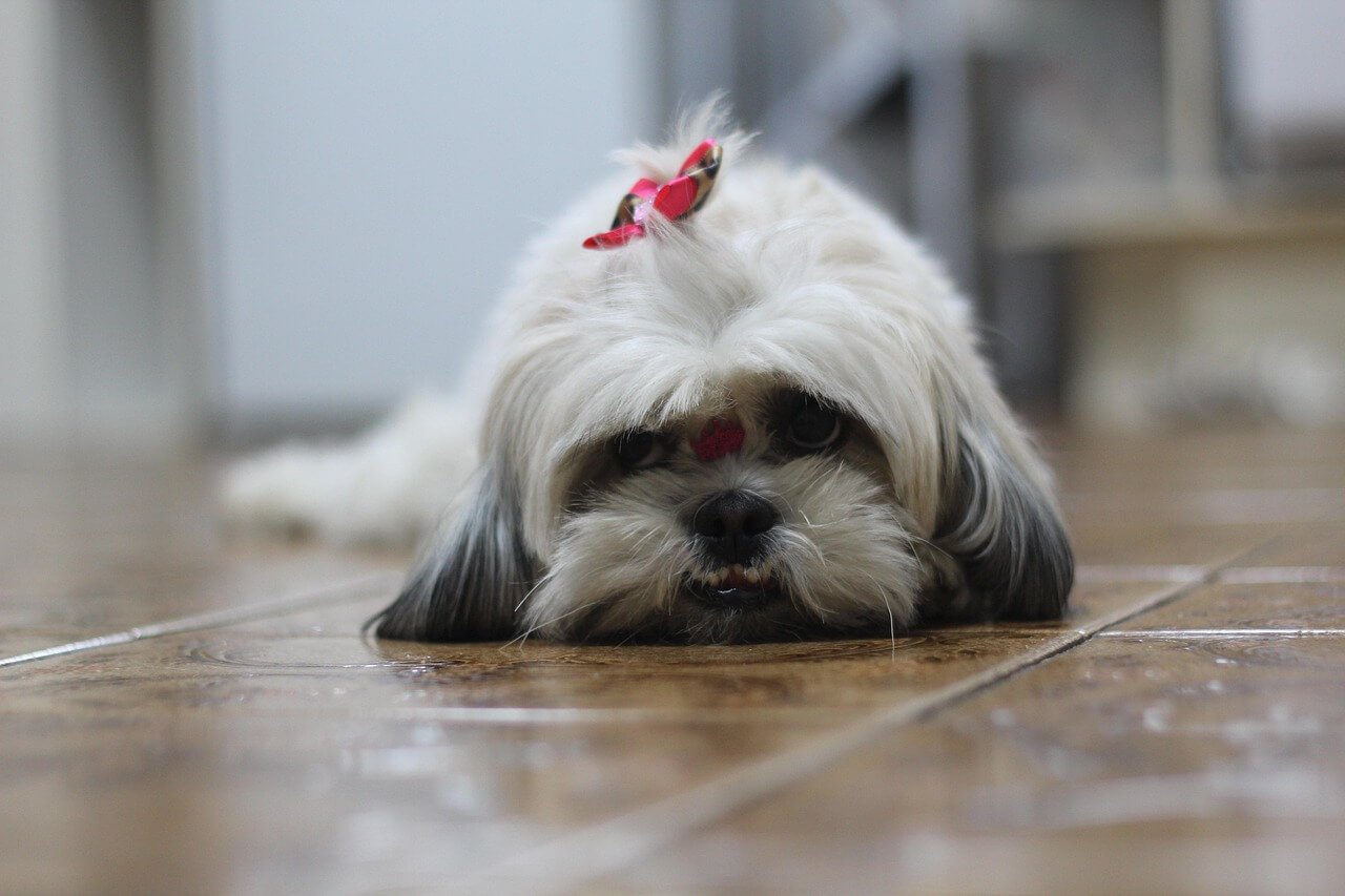 How Much Should a Shih Tzu Weigh? Best 7 Expert Tips!