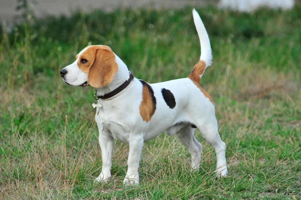 How to Make My Dog Stop Barking When I Leave: Best 7 Tips!
