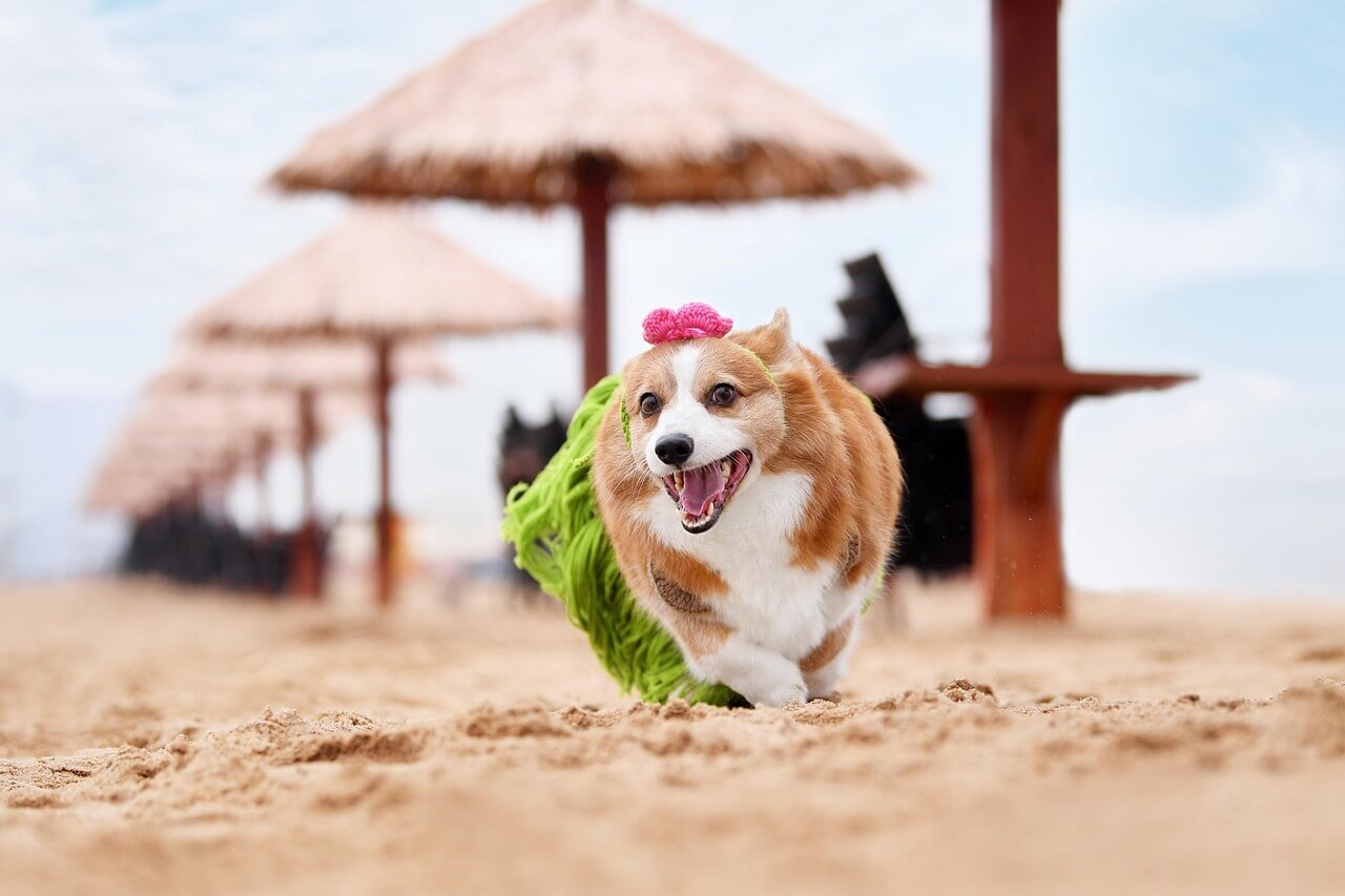 Understanding Heart Murmur Medication for Dogs: Best 7 Tips!