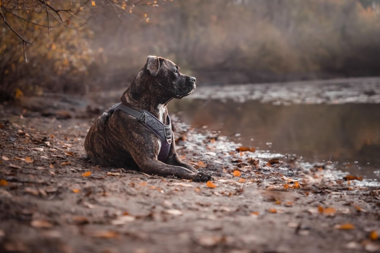 How Long Are Dogs Pregnant? Best 7 Health Tips!