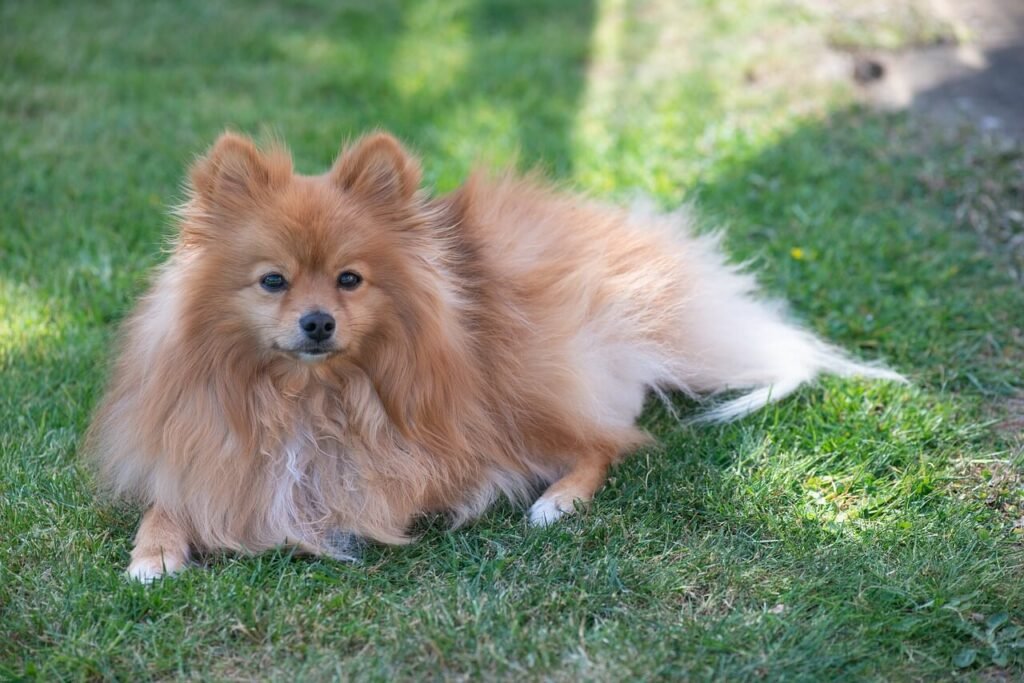Copperhead Snake Bite in Dogs: Best 7 Health Tips!