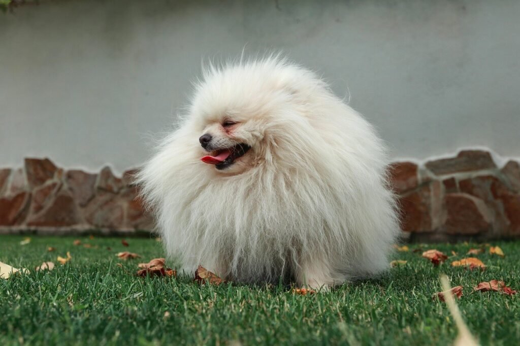 Dog Gum Ulcer: Best 7 Health Tips!