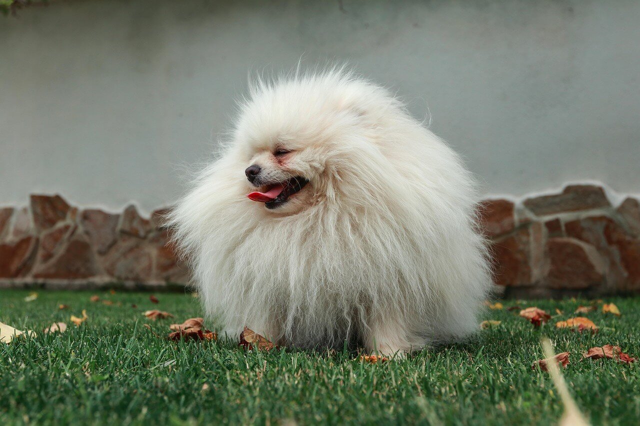 Dog Gum Ulcer: Best 7 Health Tips!