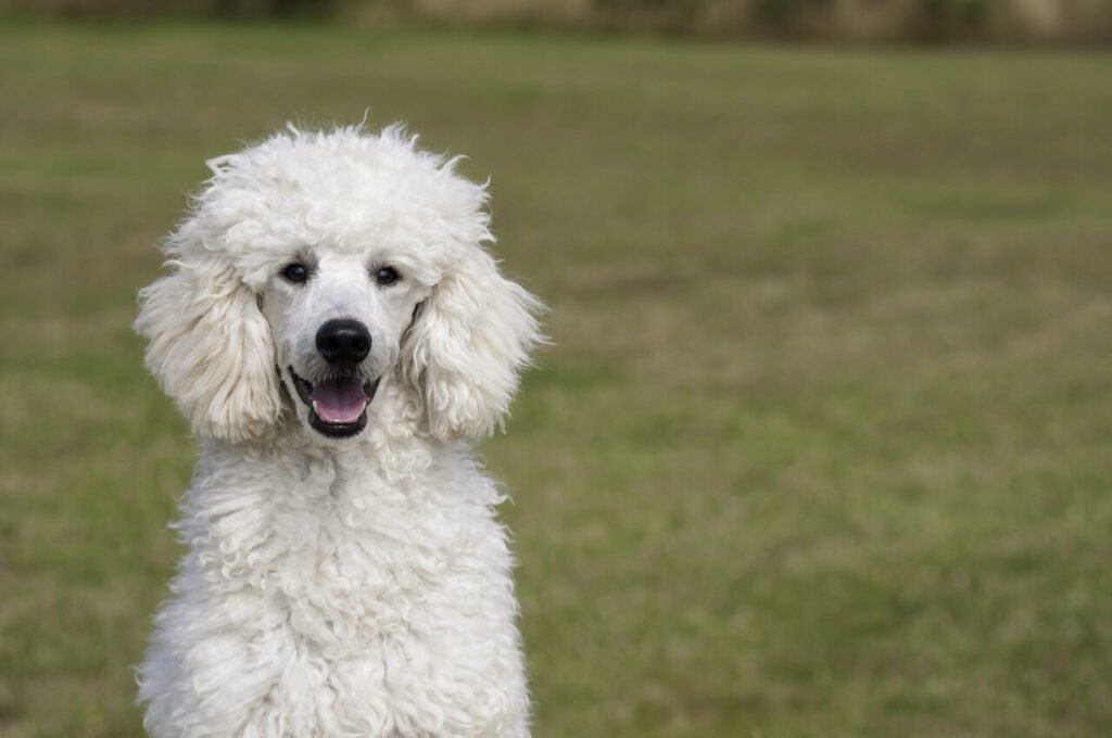 How to Get Your Dog to Sleep Through the Night: Best 7 Tips!