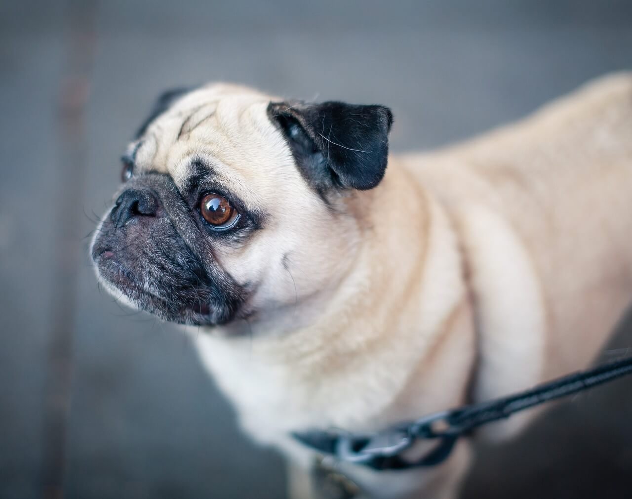 How Much Garlic Can a Dog Eat? Best 7 Health Tips!