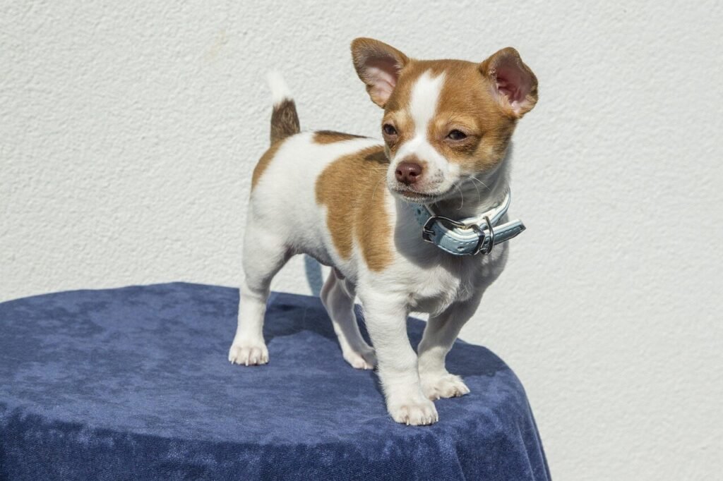Can Dogs Have Greek Yogurt? Best 7 Expert Tips!