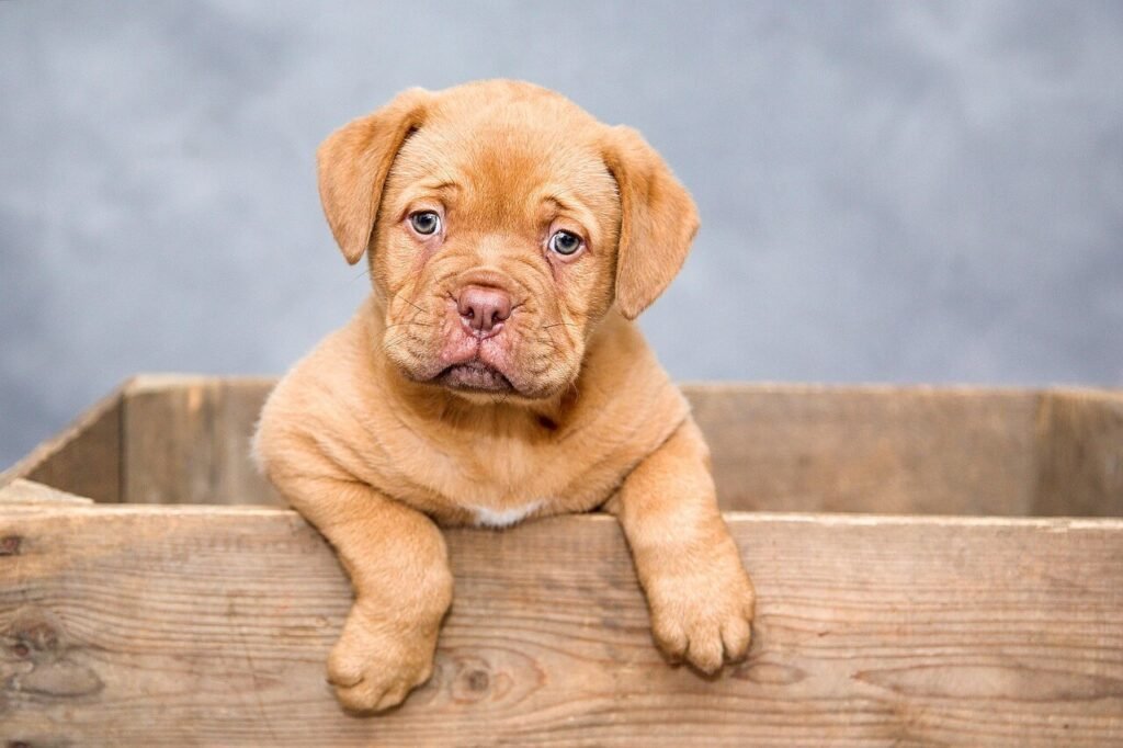 Why Is My Dog Chewing Their Paws? Best 7 Expert Tips!