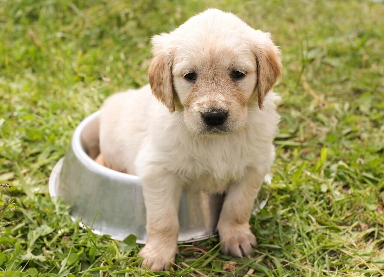 Dalmatian vs Labrador: Best 7 Expert Tips!