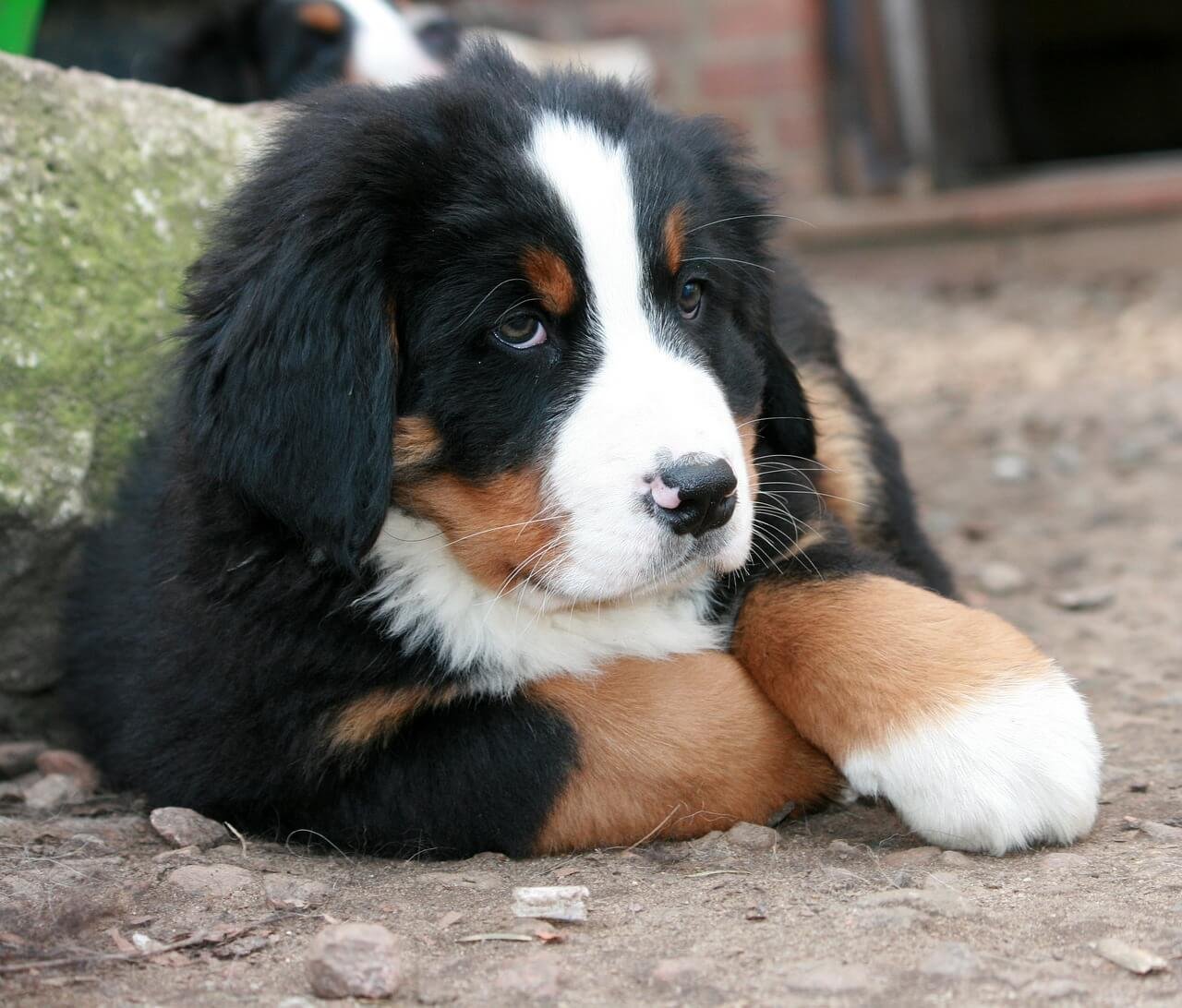 Are Bernese Mountain Dogs Hypoallergenic? Best 7 Expert Tips
