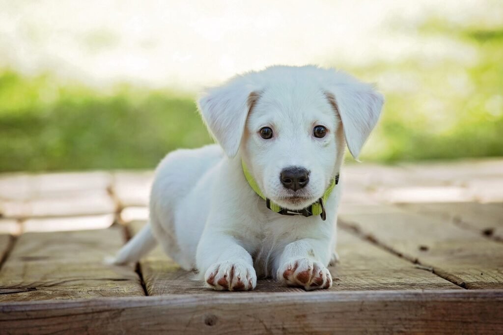 How to Remove Ticks from Dogs Without Tweezers: Best 7 Tips
