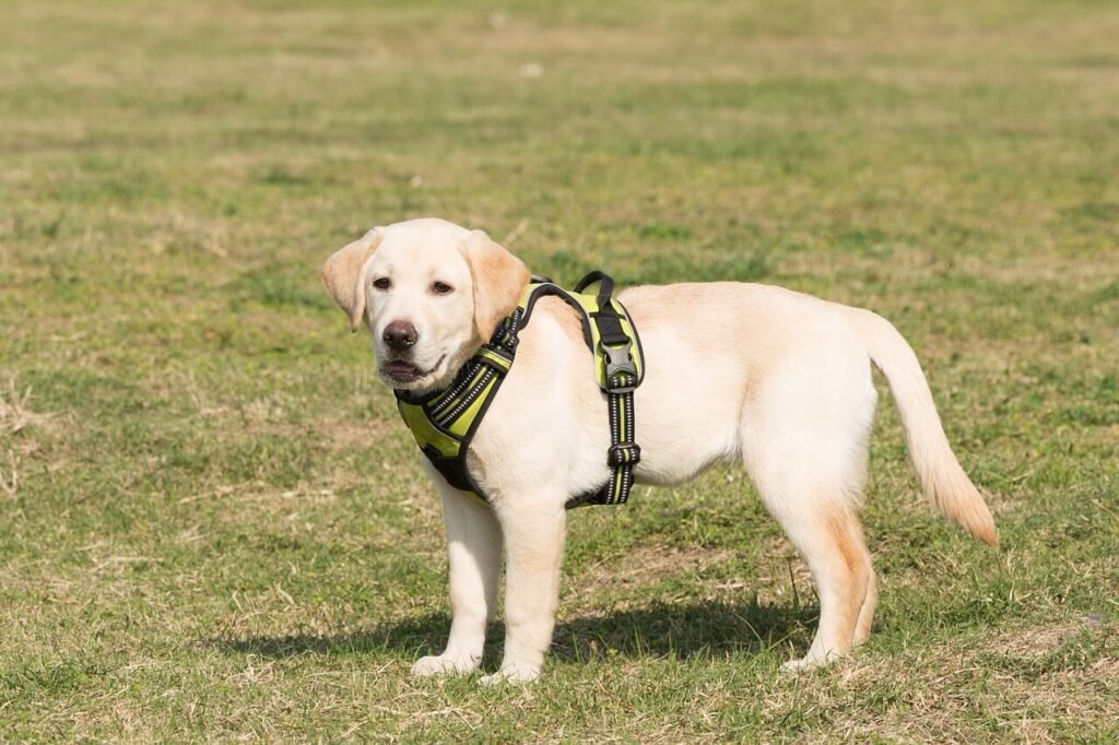 Splenectomy in Dogs: Best 7 Health Tips!