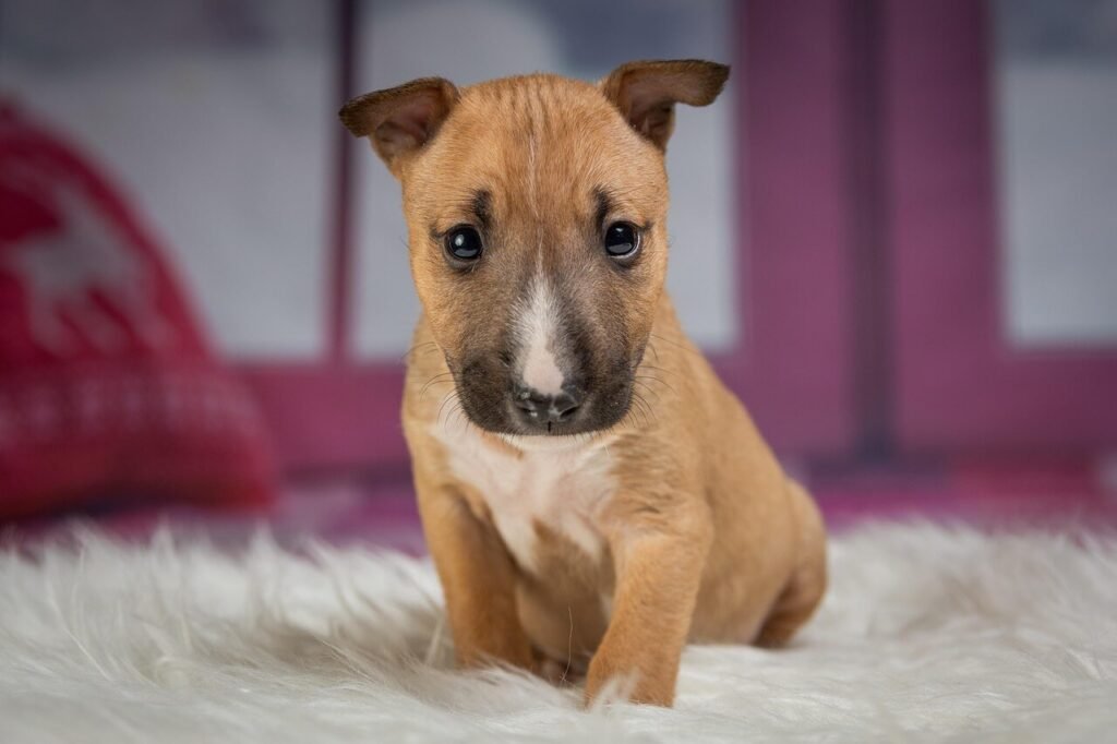 Why Did My Dog Bite My Face? Best 7 Expert Tips!