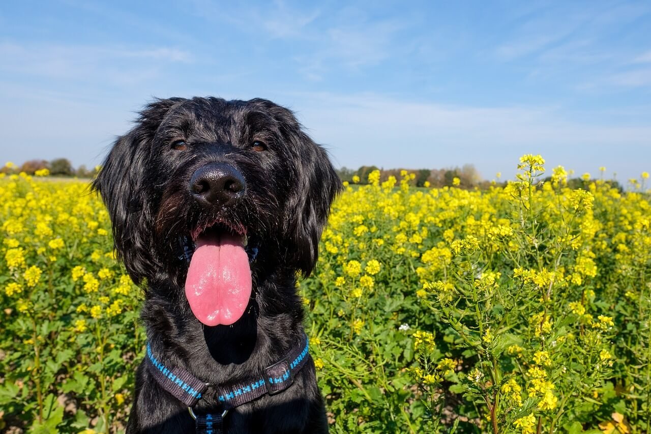 Dog Licking Balls: Best 7 Behavior Tips!