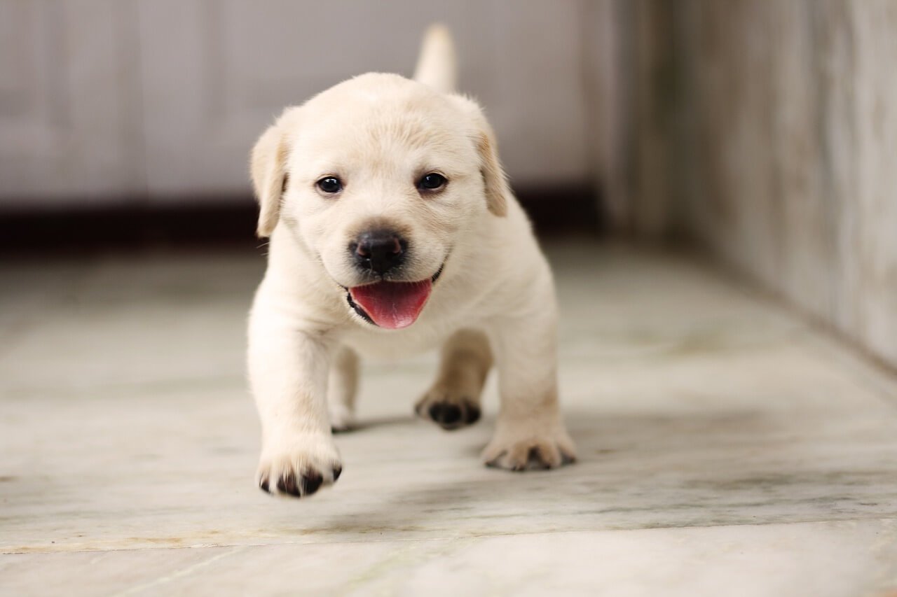 Dog Lupus Symptoms: Best 7 Health Tips!