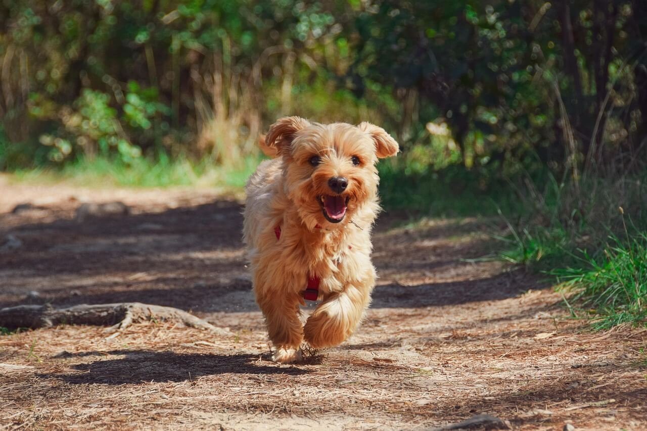 Understanding Benign Prostatic Hyperplasia in Dogs: Best 7 Tips