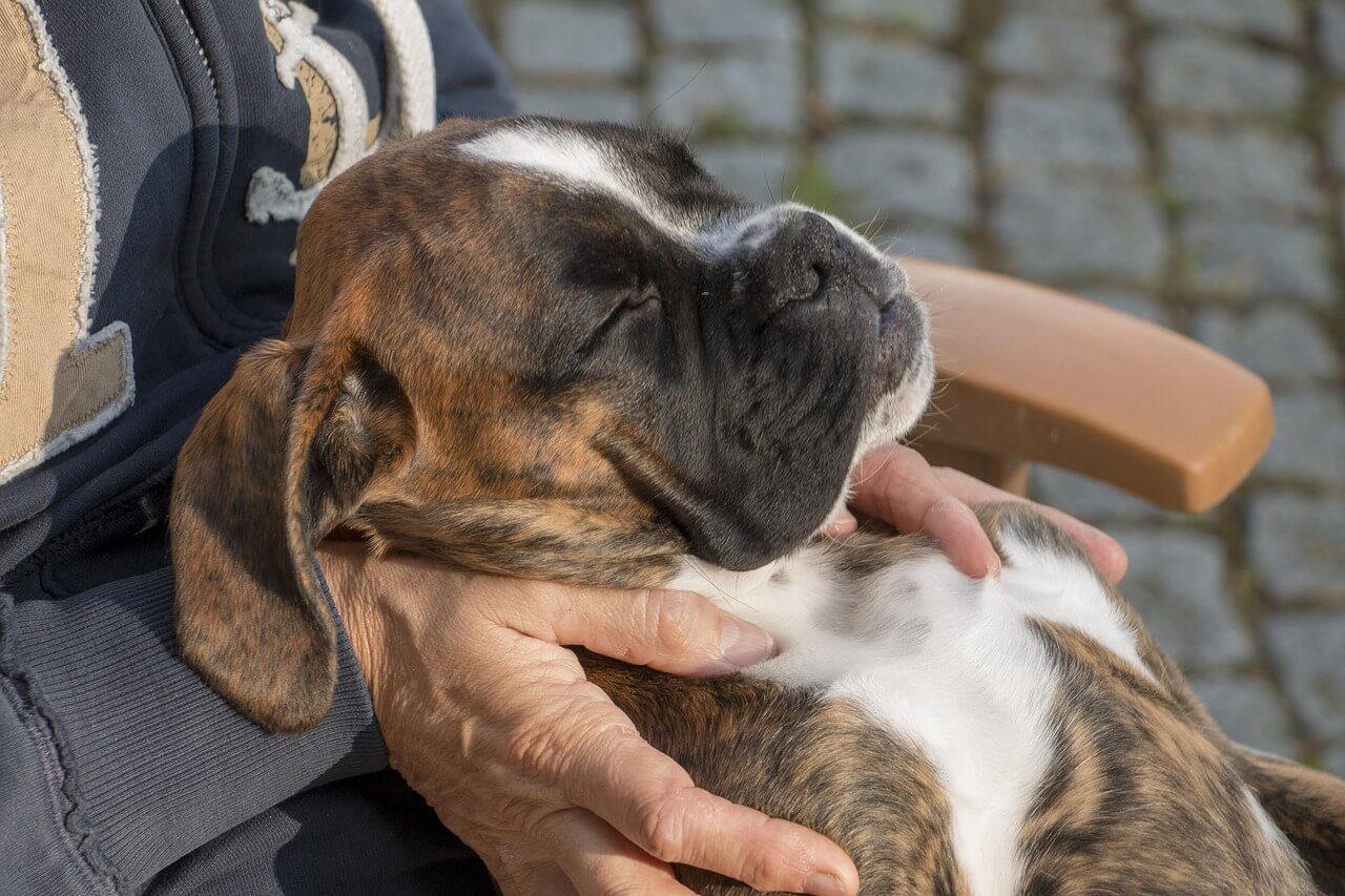 How to Train a Boxer Puppy: Best 7 Expert Tips!