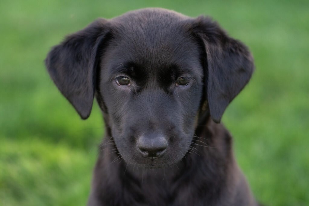 Is Lemongrass Safe for Dogs? Best 7 Expert Tips!