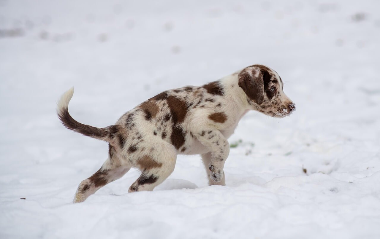 Meningitis in Dogs: Best 7 Health Tips!
