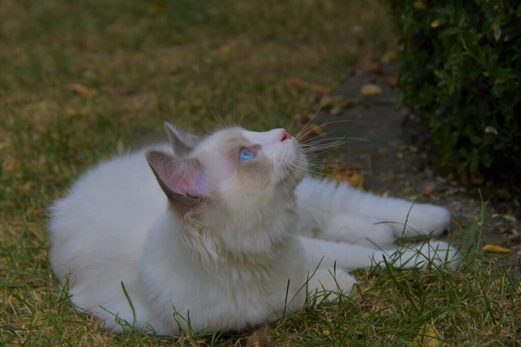 Ragdoll Cat Lifespan: Best 7 Expert Tips!
