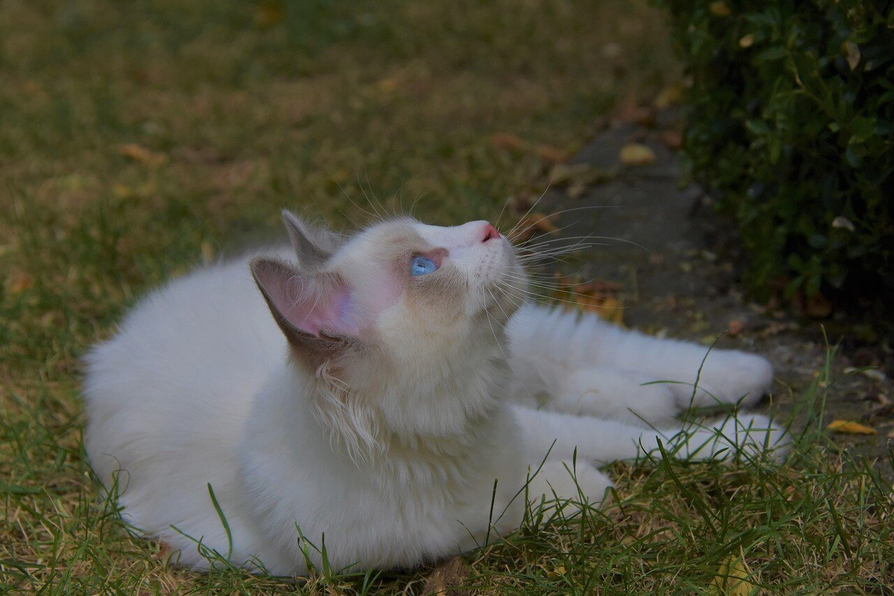 Ragdoll Cat Lifespan: Best 7 Expert Tips!