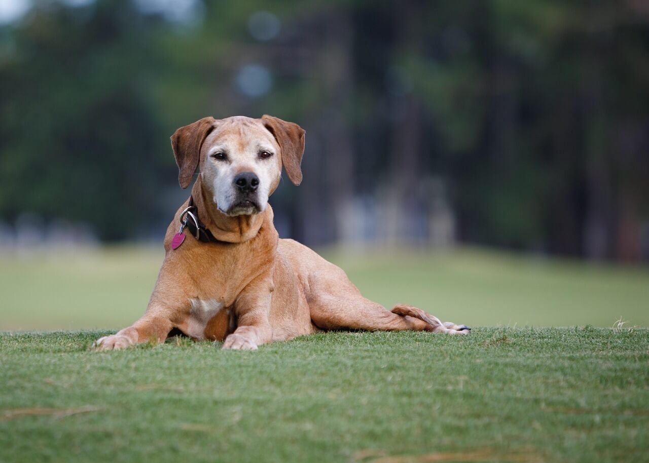 Is Dog Saliva Antibacterial? Best 7 Health Tips!