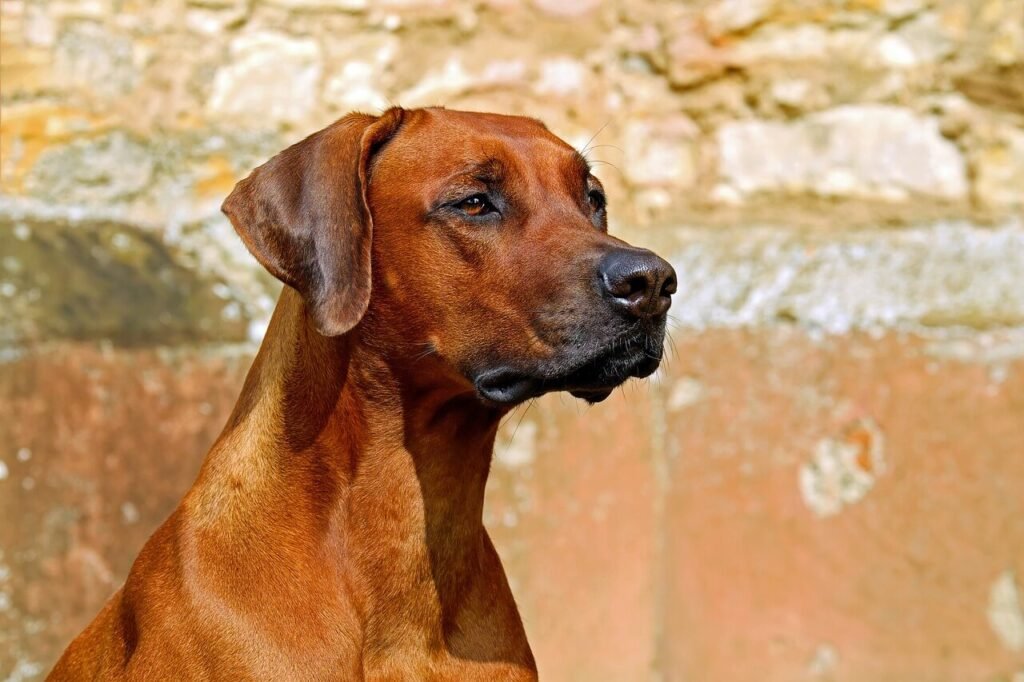 Ectropion in Dogs: Best 7 Health Tips!