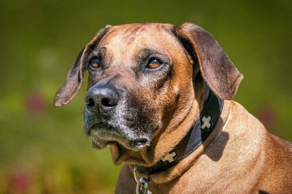 Can My Dog Eat Tangerines? Best 7 Expert Tips!