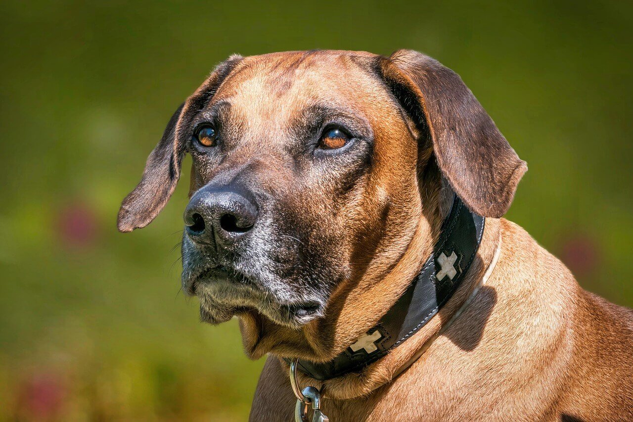 Can My Dog Eat Tangerines? Best 7 Expert Tips!