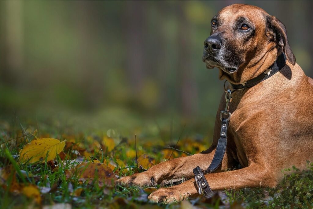 How to Remove Hard Poop from Dog Anus at Home: Best 7 Tips!