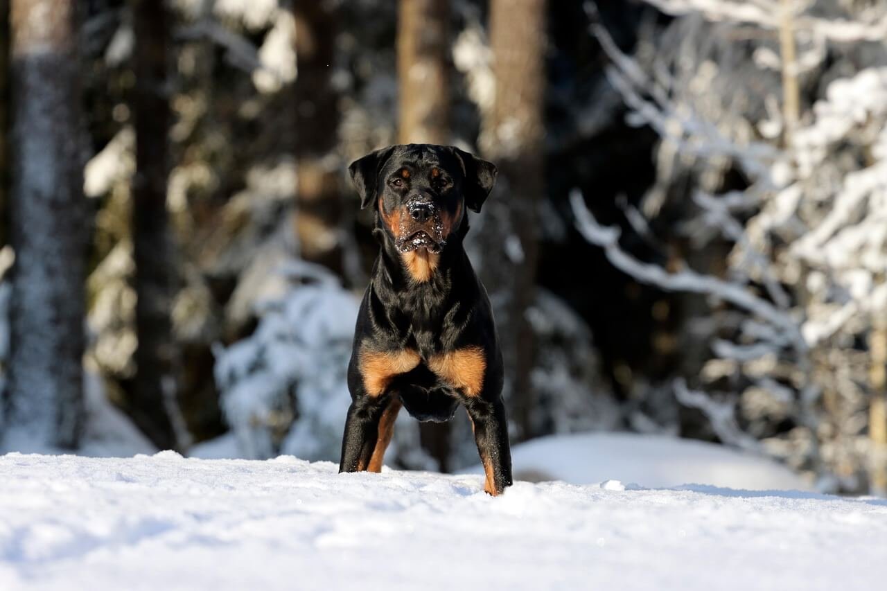 Psychiatric Service Dog Tax Deduction: Best 7 Tips!
