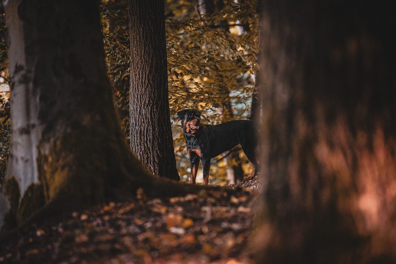 How to Calm a Hyper Dog Naturally: Best 7 Tips!