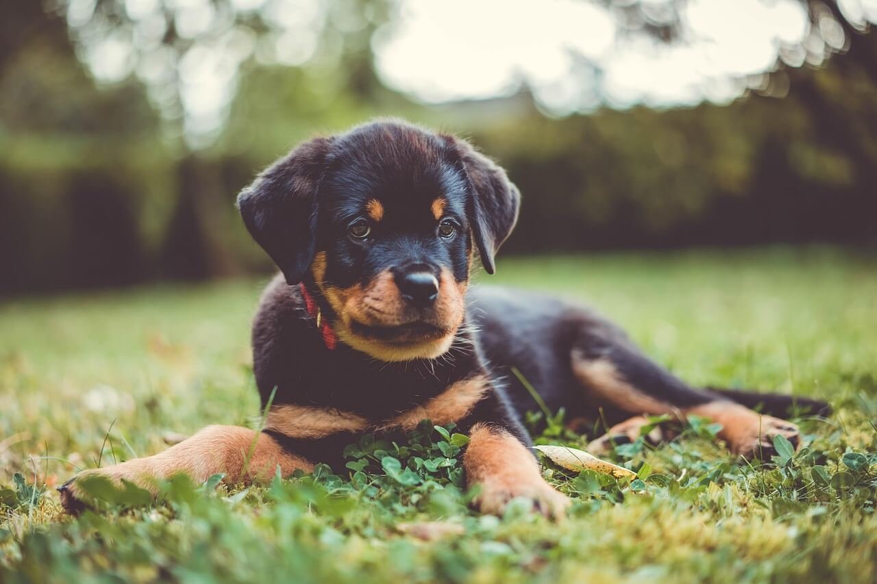 Can Nasal Mites Kill a Dog? Best 7 Health Tips!
