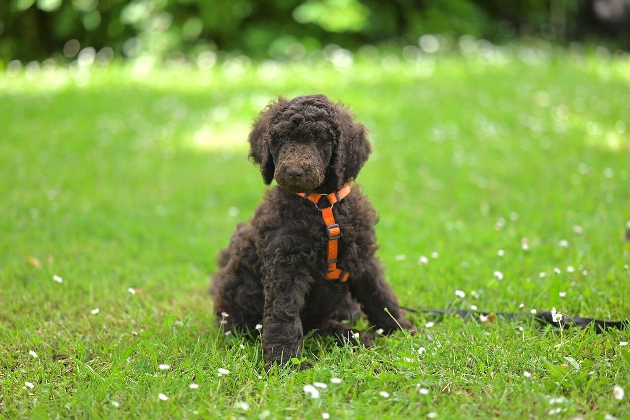 How to Groom a Poodle: Best 7 Expert Tips!