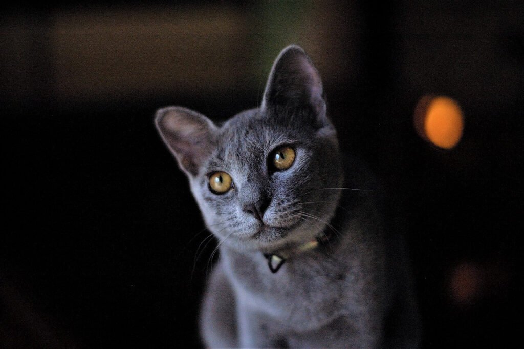 Pregnant Cat Has Bloody Discharge: Best 7 Tips!
