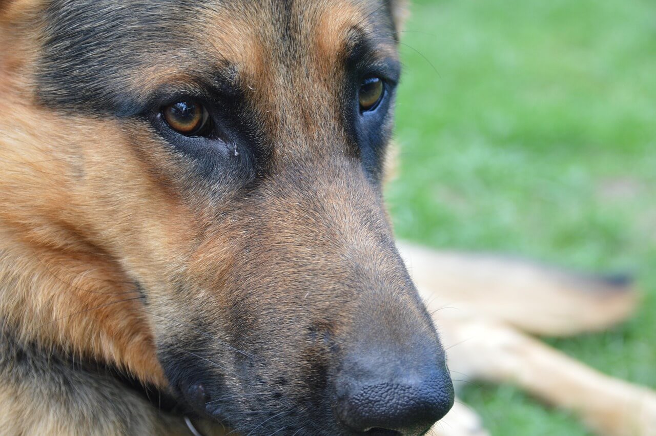 How to Train a German Shepherd: Best 7 Expert Tips!