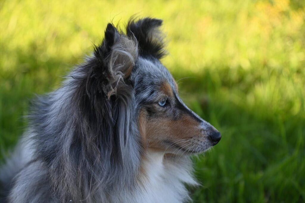 The Journey of Seeing Eye Dog Training: Best 7 Tips!