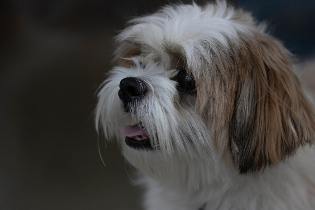 How to Train Your Dog to Attack: Best 7 Expert Tips!