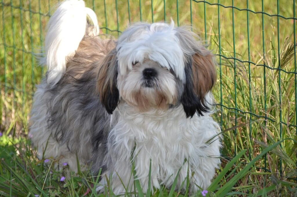How Long Do Shih Tzus Live? Best 7 Expert Tips!
