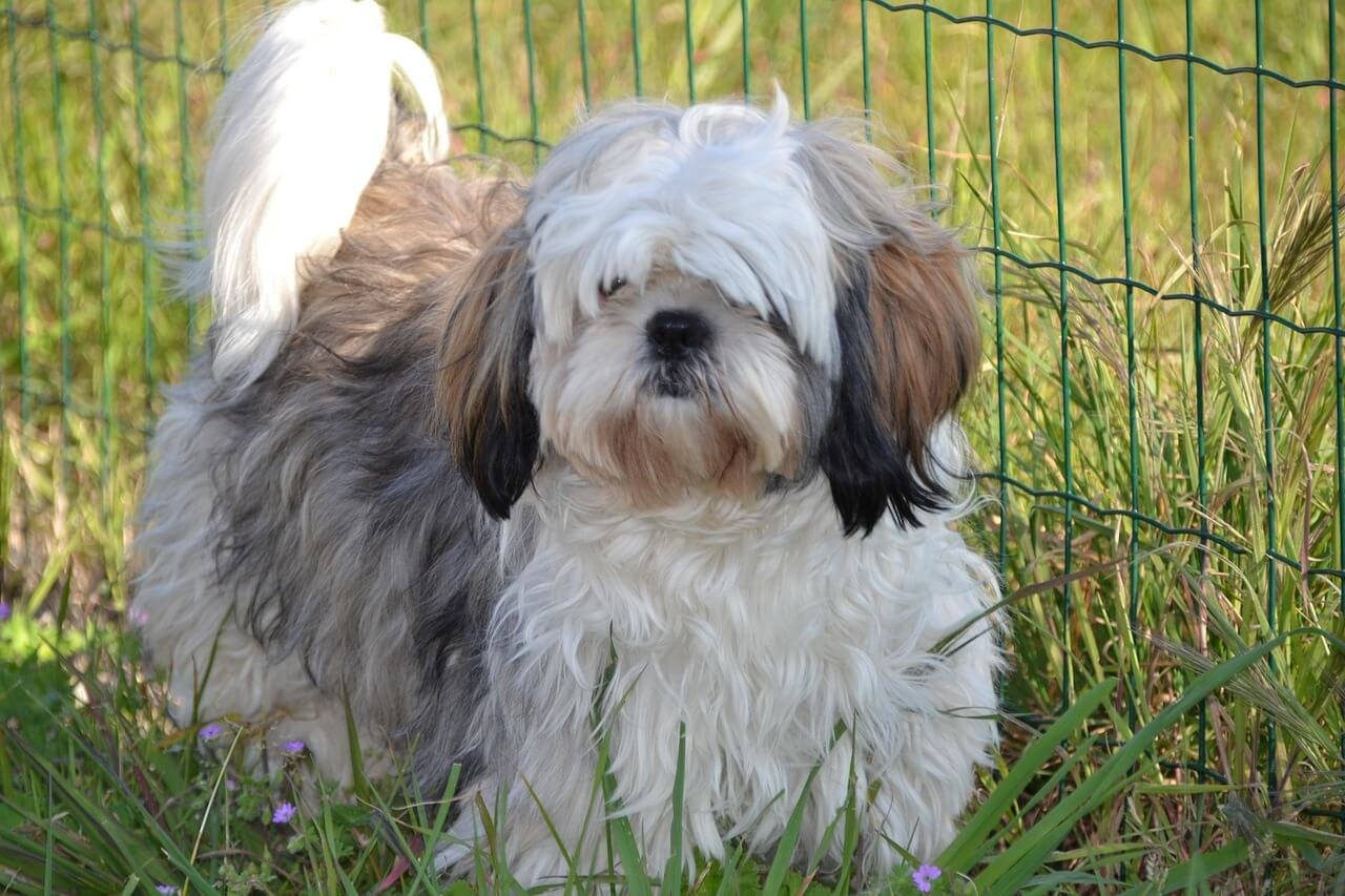 How Long Do Shih Tzus Live? Best 7 Expert Tips!