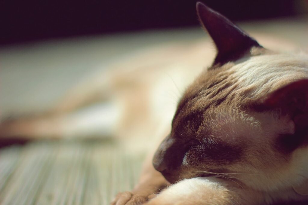 Cat Ear Infection Symptoms: Best 7 Health Tips!