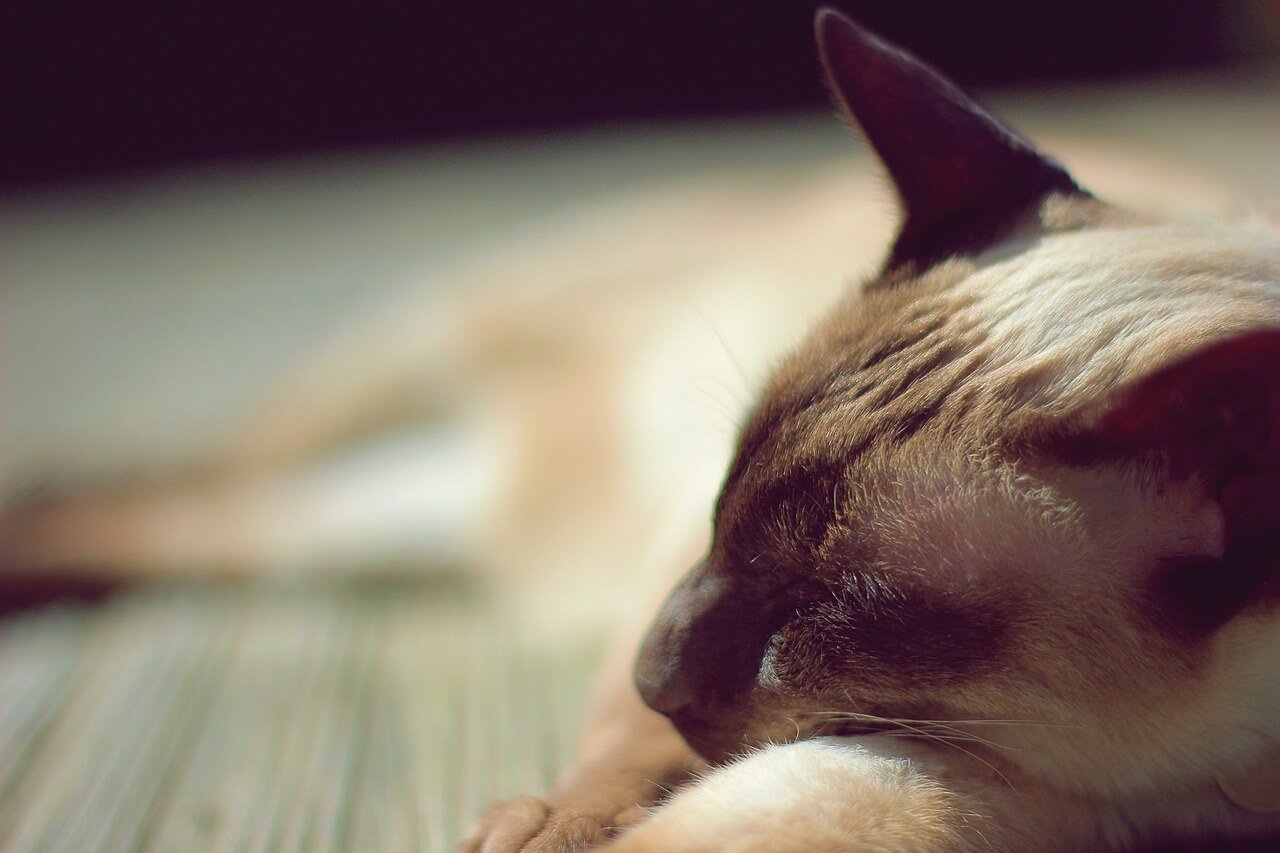 Cat Ear Infection Symptoms: Best 7 Health Tips!
