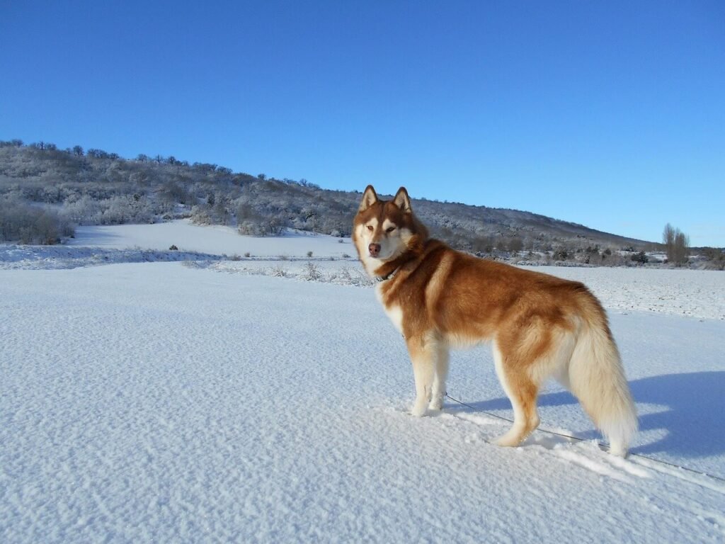 Discovering the Husky Breeds: Best 7 Expert Tips!