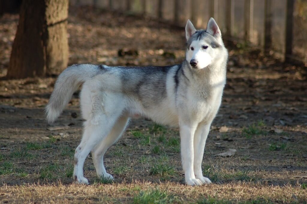 Can You Shave a Husky? Best 7 Expert Tips!