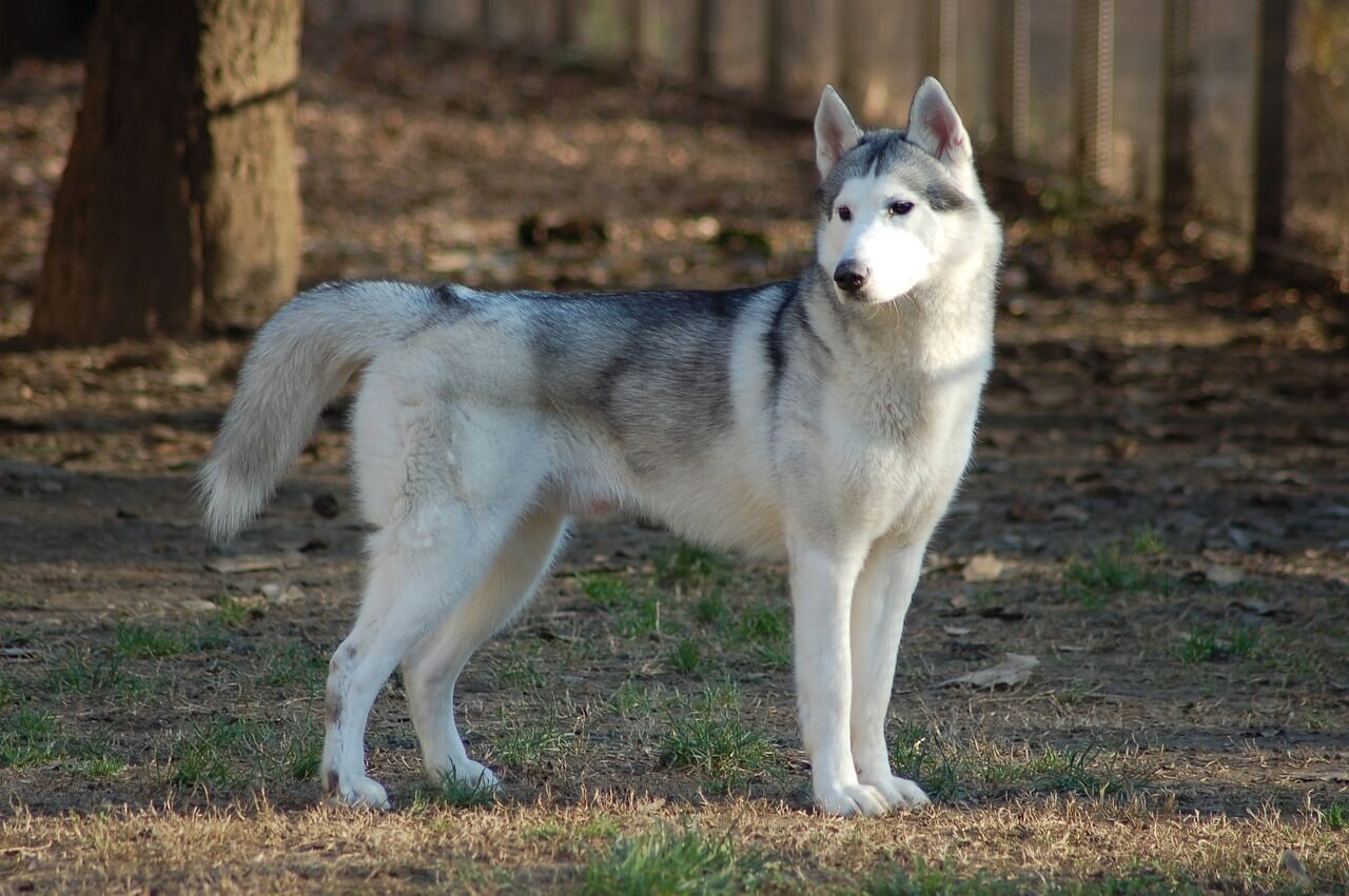 Can You Shave a Husky? Best 7 Expert Tips!