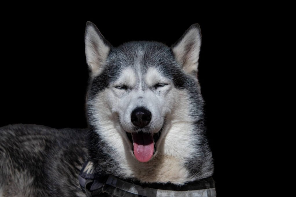 How Long Does a Husky Live? Best 7 Expert Tips!