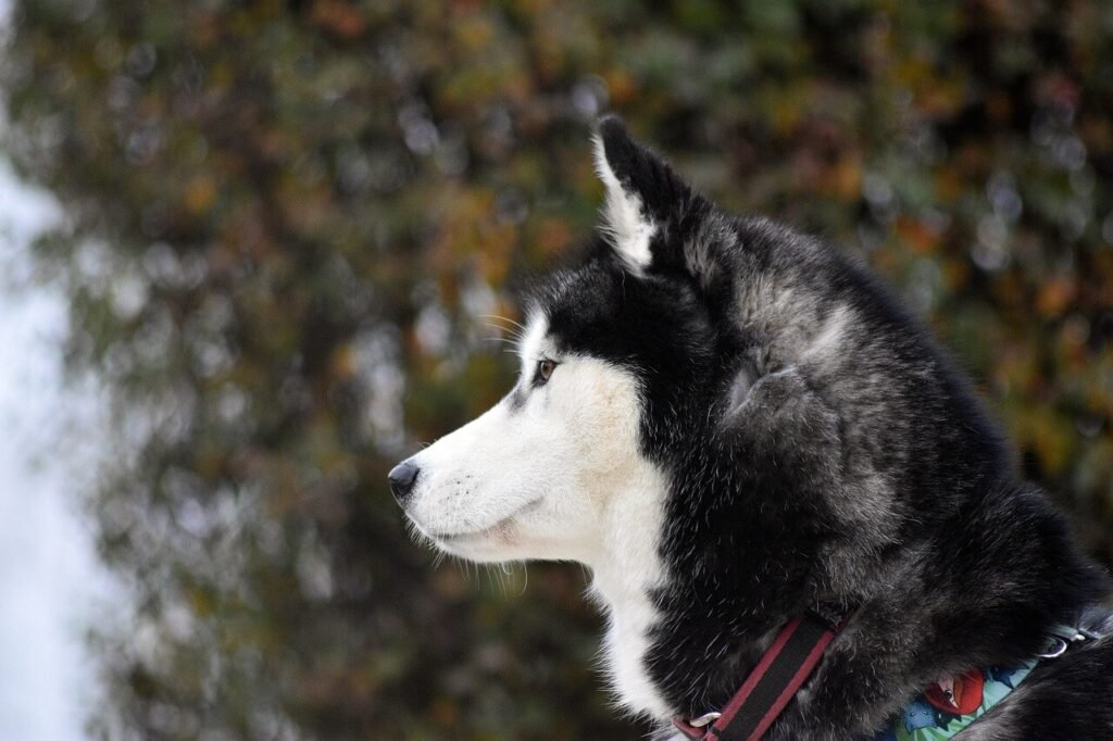 Signs of Brain Tumor in Dogs: Best 7 Health Tips!