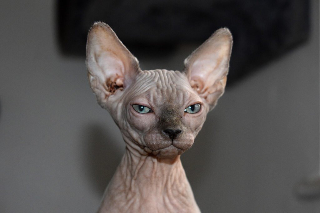 Are Sphynx Cats Hypoallergenic? Best 7 Health Tips!